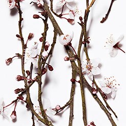 Hawthorn