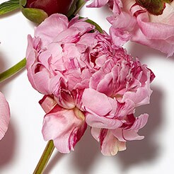 Peony