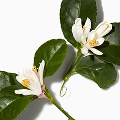 Neroli