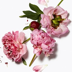 Peony extracts to soothe skin