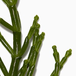 Salicornia Herbacea
