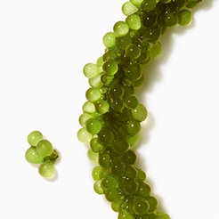 Sea Emerald