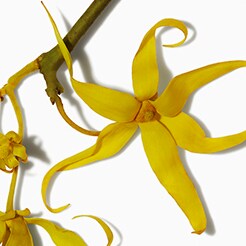 Ylang ylang